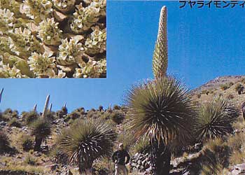 ペルーの高山植物