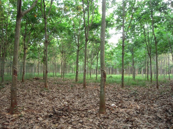 カンボジアのゴム人工林