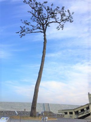 陸前高田　奇跡の一本松