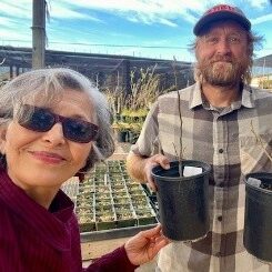 国連本部に植えた苗