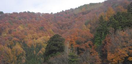 JR磐越西線沿線の紅葉